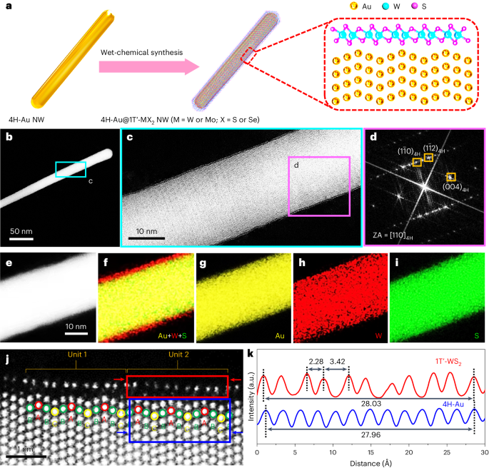 1T′-transition metal dichalcogenide monolayers stabilized on 4H-Au nanowires for ultrasensitive SERS detection