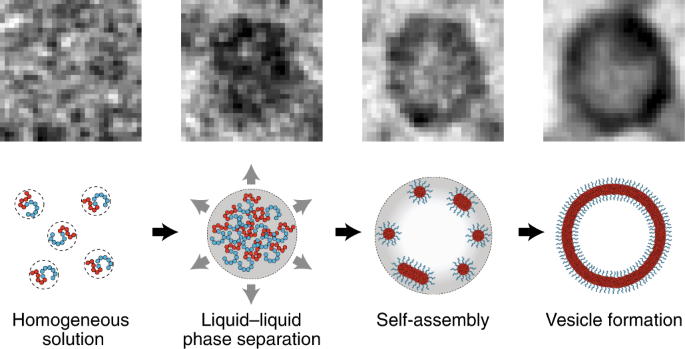 Liquid–liquid phase separation during amphiphilic self-assembly