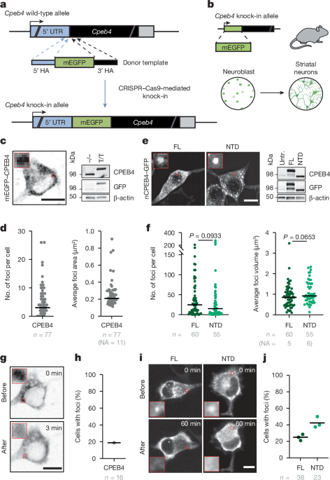 Mis-splicing of a neuronal microexon promotes CPEB4 aggregation in ASD