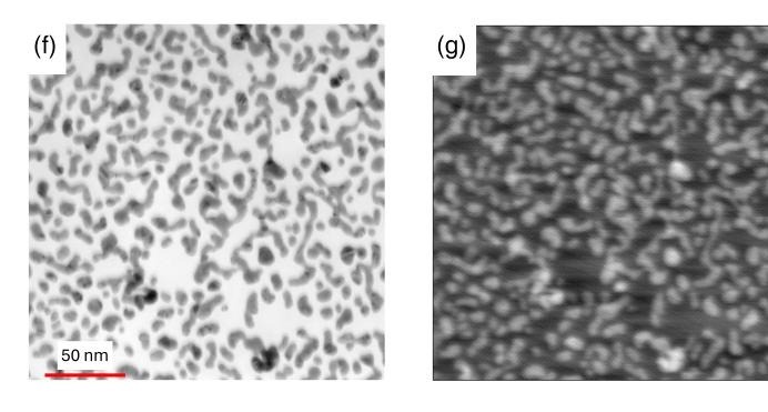 Bright-field STEM and EBIC images of gold nanoparticles acquired at about 1 nm resolution