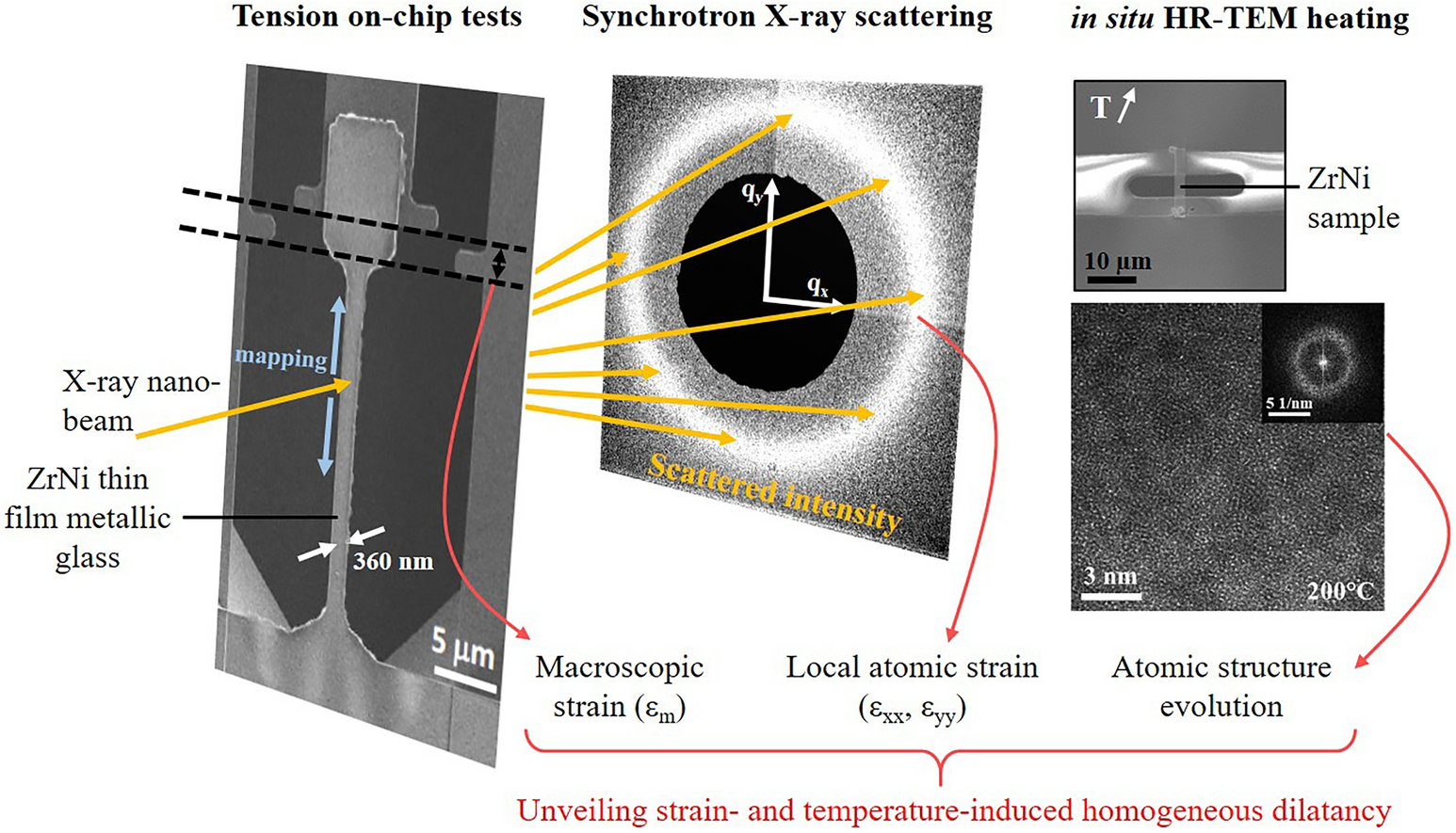 Strain-and temperature-induced dilatancy in ZrNi thin film metallic glasses with nanoscale structural heterogeneities